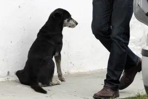 Demandará Dejando Huella asesinos de perros en Huejotzingo