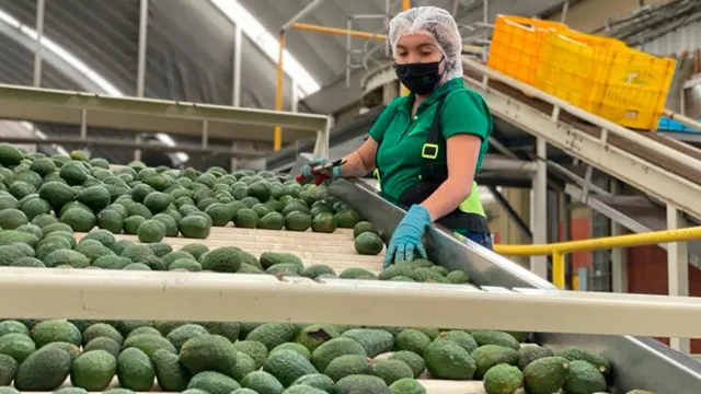 Exportación de aguacate a EU se reanudaría la próxima semana: Segob