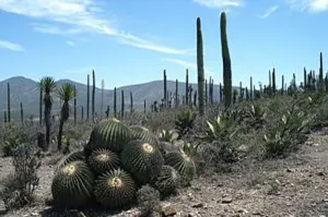 Anuncian subasta a favor de la Reserva de la Biósfera de Tehuacán