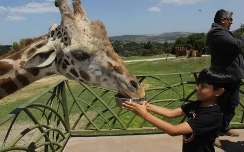 Africam Safari reabre puertas de su parque tras confinamiento por Covid-19