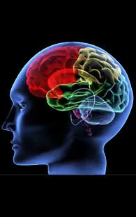 Descubren el lugar exacto del cerebro donde se origina el amor