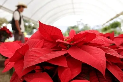 Por pandemia del Covid-19 no habrá Feria de la Nochebuena en Atlixco