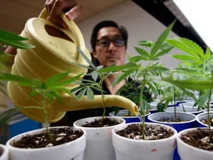 Los devotos de la mariguana ya son mayoría en EU