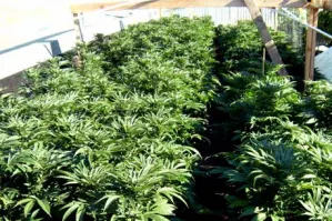 77% contra la mariguana, pero apoya uso medicinal: Parametría