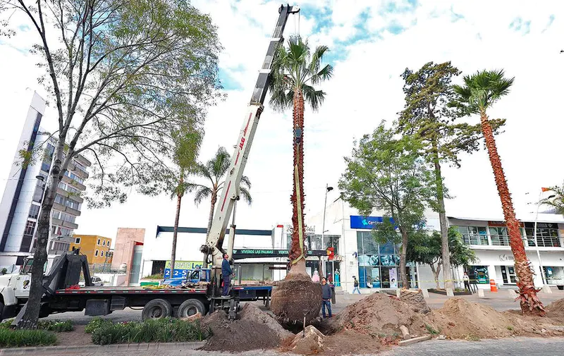 ayuntamiento-de-puebla-reforestacion-avenida-juarez