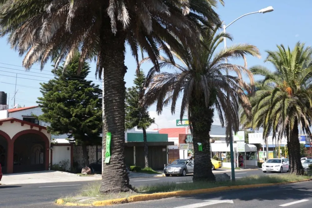 Palmeras