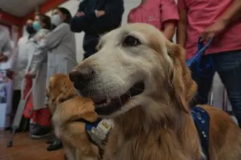 En Puebla proponen que personas con discapacidad puedan llevar animales al trabajo