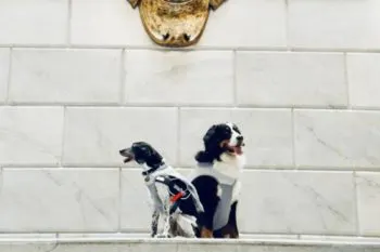 SMDIF Puebla jubila a coterapeutas caninas