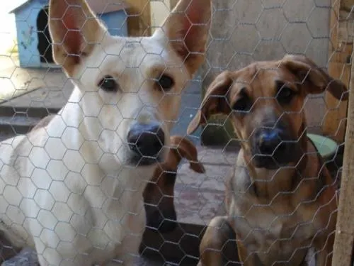 Matar perros para comer ya es ilegal en Corea del Sur