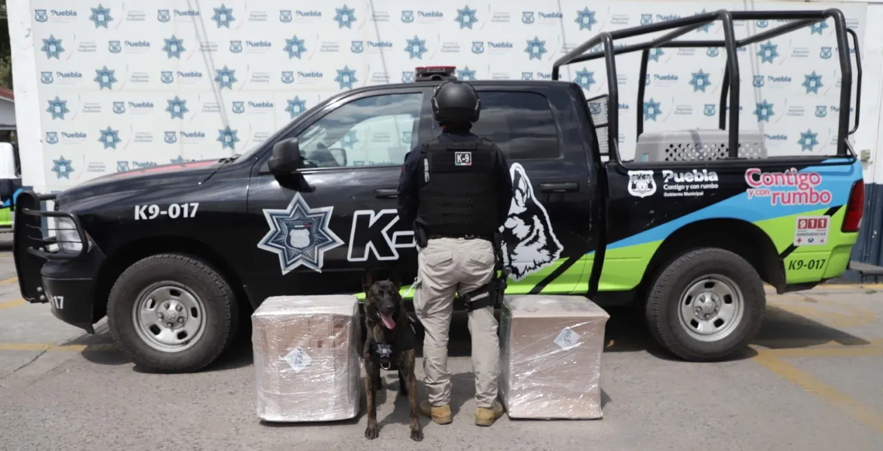 Elementos del k9 decomisan marihuana