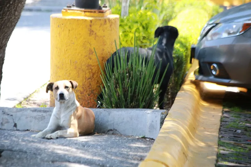 Día Internacional del Perro Callejero