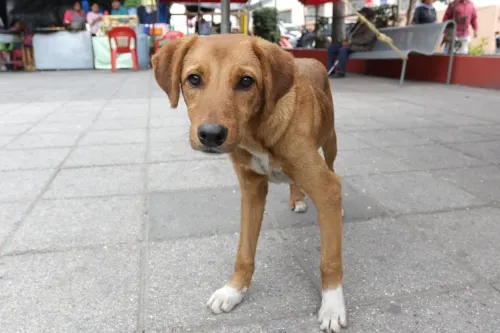 Día Mundial del Perro Callejero: cómo y dónde adoptar en Puebla