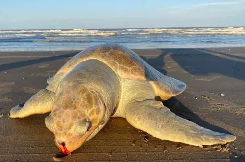 Pesca ilegal mata a delfines y tortugas en el Golfo de México
