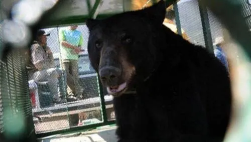 Un niño de tres años fue atacado por un oso que sus padres le regalaron como mascota