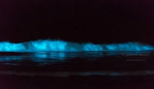 Olas brillantes, el hermoso fenómeno que deslumbra la playa de San Diego