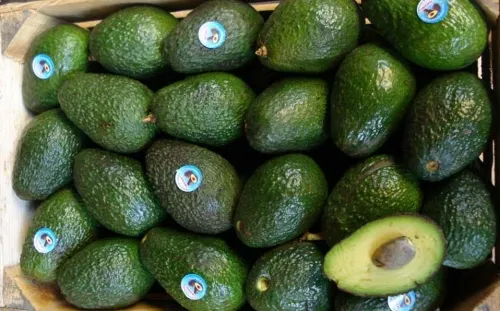 Aguacate sube de precio; rebasa los $75 por kilo