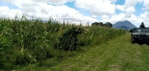 Hallan plantío de marihuana en Acajete