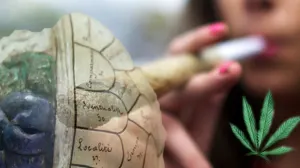 Marihuana genera cambios estructurales en el cerebro