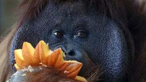 Lo nunca visto en el mundo animal: asesinato coordinado entre dos hembras orangutanes