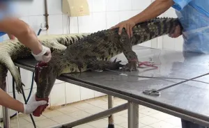Video: Revelan cómo asesinan cocodrilos para bolsas de Louis Vuitton
