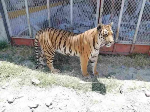 Asegura Profepa tigre que se paseó por calles de Jalisco