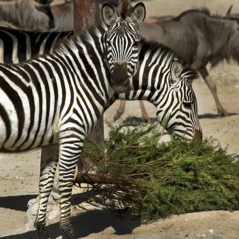 cuautlancingo-verde-navidad-africam-safari