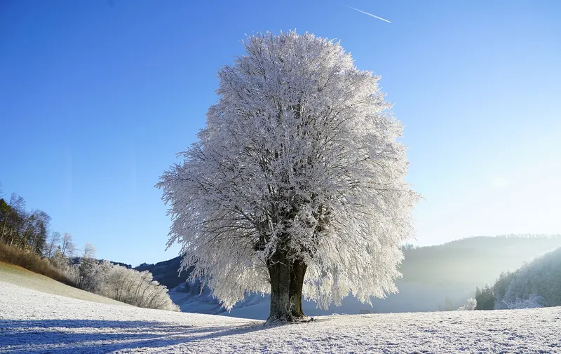 Día Mundial del Árbol