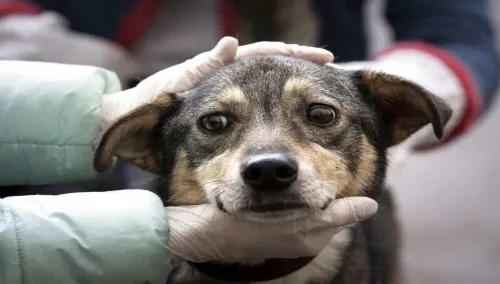 Protección Animal de Puebla pone en adopción a perros rescatados