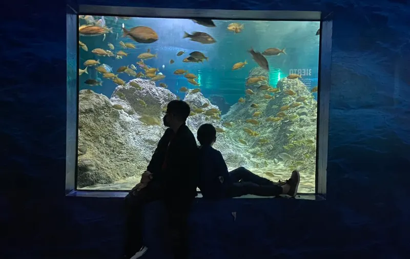 Acuario Michin