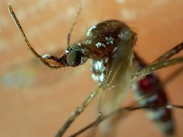 Dengue Puebla