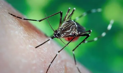 Conoce los lugares del mundo donde no existen los mosquitos