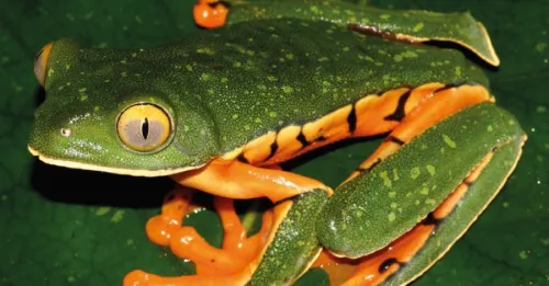 Universidad de Manchester identifica nueva especie de rana