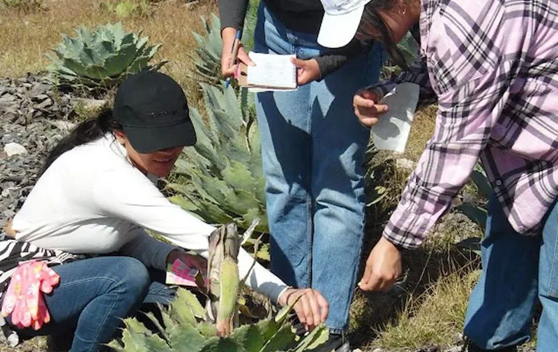 buap-produccion-agave-mezcalero