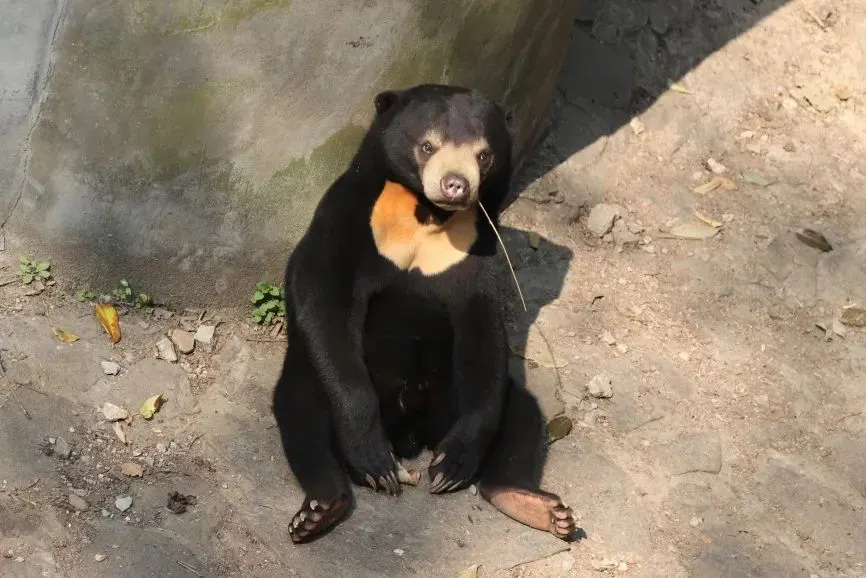 Oso malayo