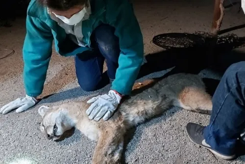Capturan a puma en las calles de Santiago de Chile
