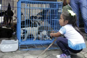Continuarán operativos contra venta clandestina de mascotas