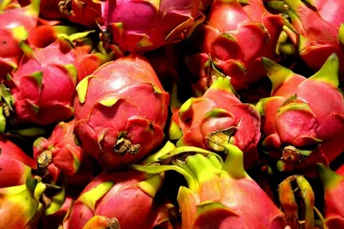 Incentiva SDR detonación de producción de pitaya y pitahaya en Puebla