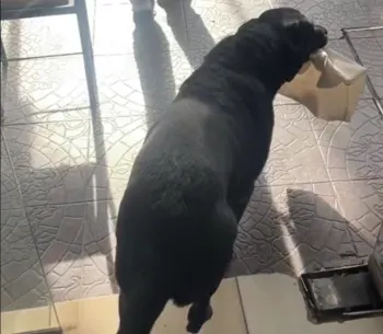 Otto, el perro que cada día va solo a comprar pan para su dueño