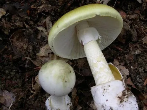 California: 14 envenenados por comer ‘hongos de la muerte’
