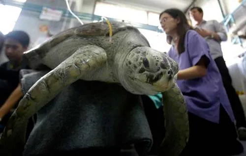 Video: Muere tortuga a la que le extrajeron casi mil monedas del estómago