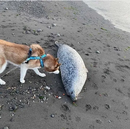 Mueren cientos de animales marinos en Rusia