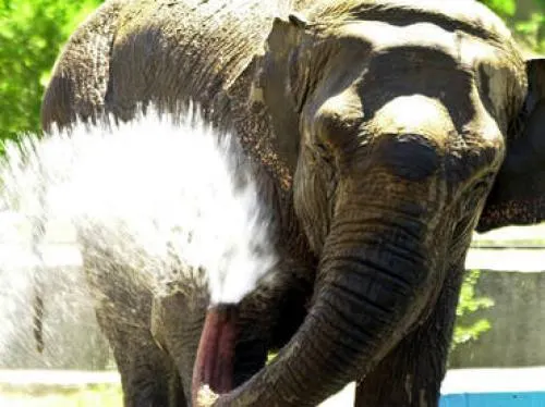 Un elefante salvaje mata a cuatro personas en la India