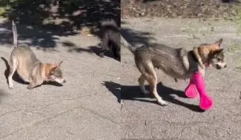 ¡Emotivo momento! Perrito reacciona al usar por primera vez sus prótesis