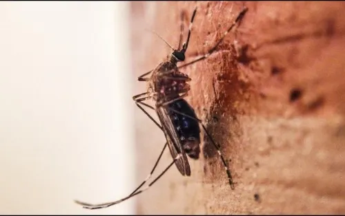 López Obrador niega incremento de dengue por falta de medicinas
