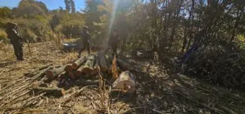 Guardia y Policía Forestal de Puebla, en coordinación con Tlaxcala, aseguran 91 rollos de madera