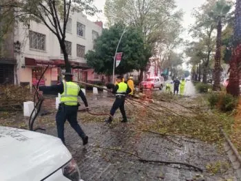Atienden caída de árbol en avenida Juárez; no se reportan personas lesionadas