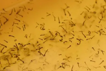 Acumula Puebla 3 mil 462 casos de dengue en lo que va de 2024: Secretaría de Salud