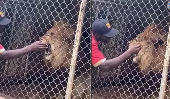 León ataca a cuidador en un Zoológico de Jamaica