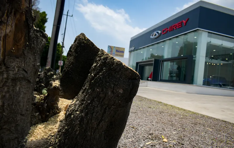 poda de arboles en Chirey