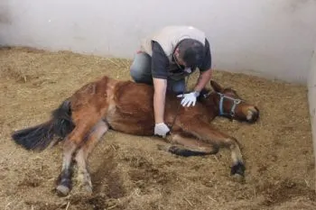 Debilitada y con lesiones, rescatan yegua bebé; sufría maltrato desde su nacimiento
